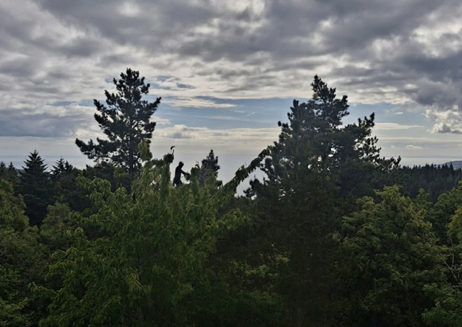Tree-Pruning-img