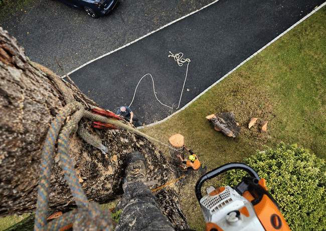 Tree-Removal-img