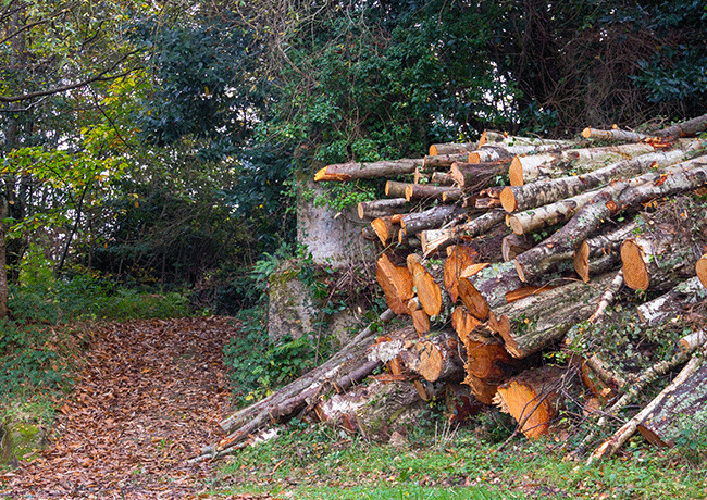 Tree-Removal-service