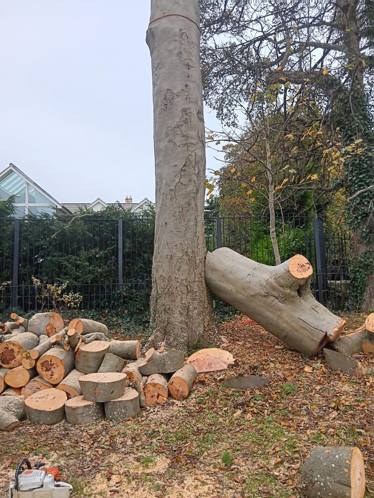 tree img